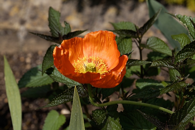 Jardin des Impressionnistes-MAI14-027